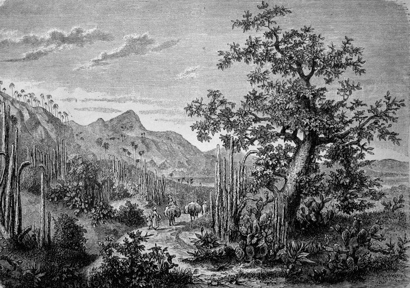Landscape with cacti on the south coast of Cuba