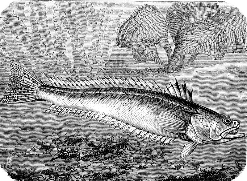 greater weever