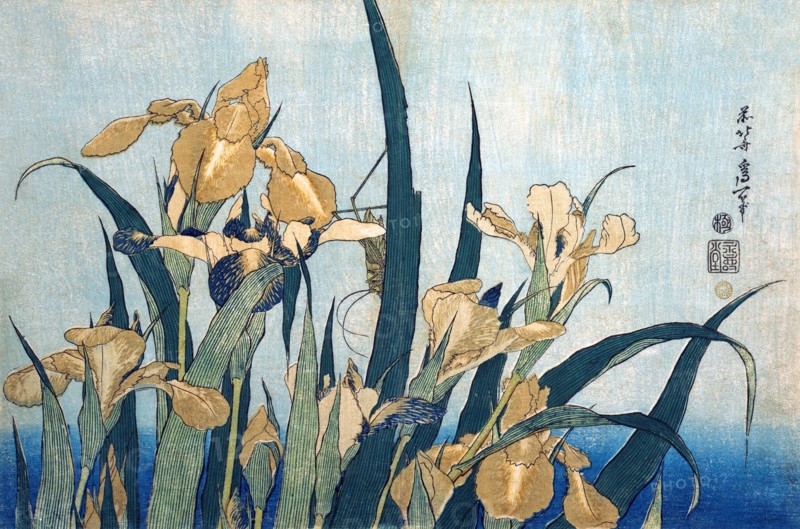Grasshopper & Irises