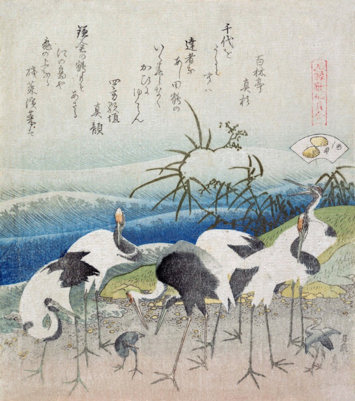 Cranes dig for clams