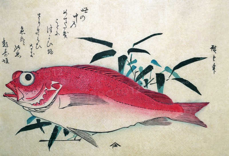 Rockfish