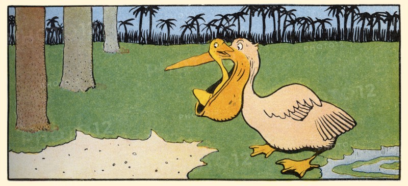 Gedeon Hides in a Pelican's Mouth