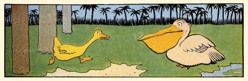 Gedeon Runs to a Pelican