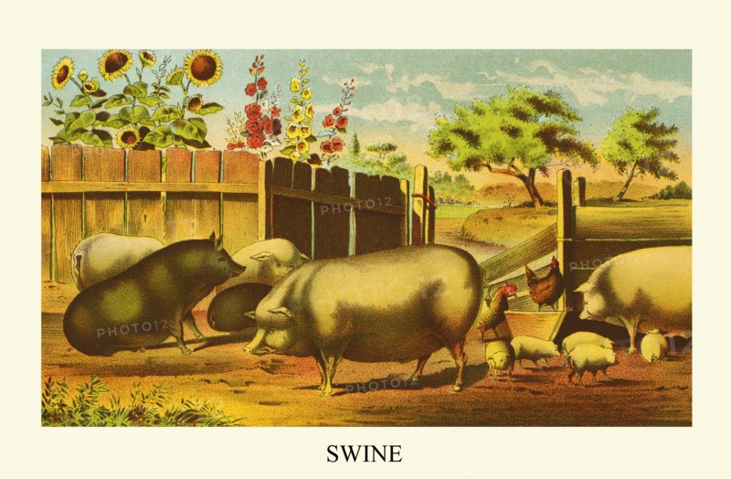 Swine