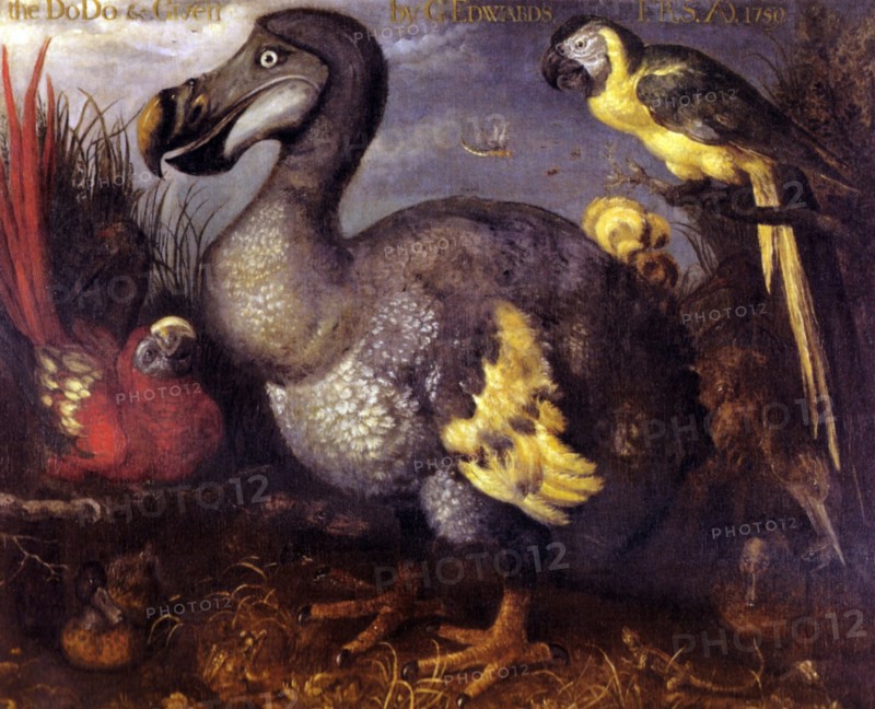 Edward's Dodo
