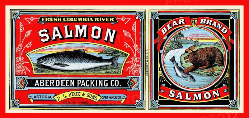 Bear Brand Salmon