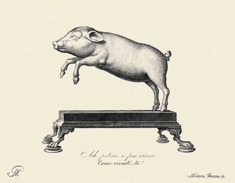 Lively Leaping Pig