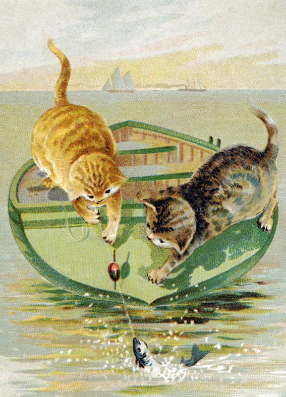 Cat Fishing