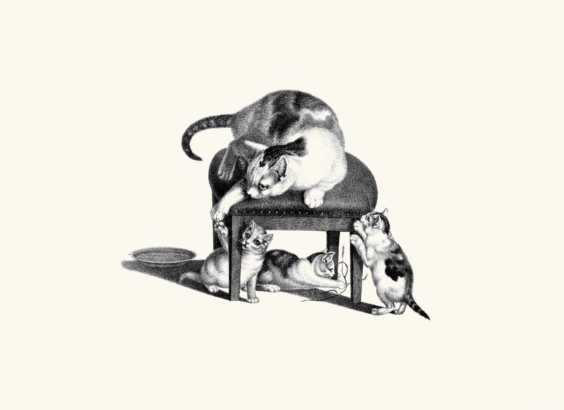 Cat on Stool