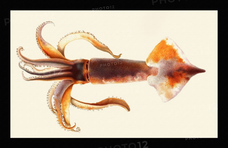 Illex coindetii