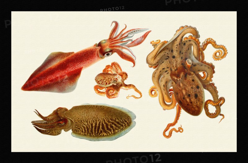 Loligo vulgaris / Eledone moschata / Sepia officinalis