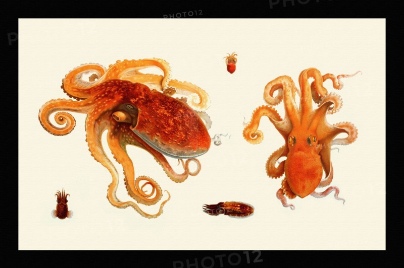 Octopodai