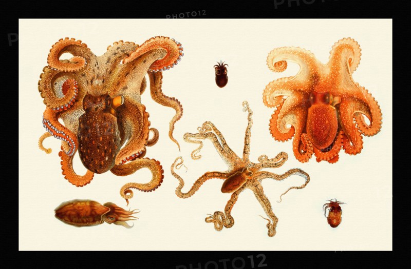 Octopodai & Sepiola Rondeletii