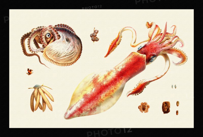 Uova di Loligo, Argonauta, Octopus Vulgaris