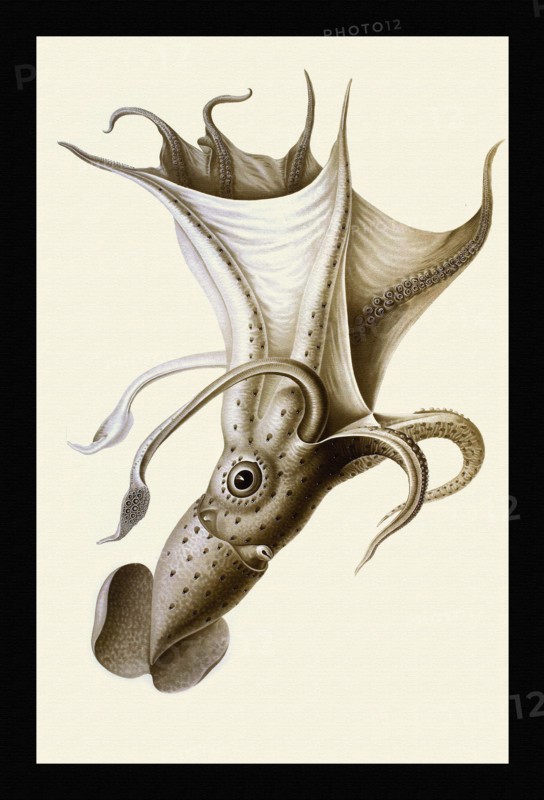 Histioteuthis ruppellii (large male from Nice)
