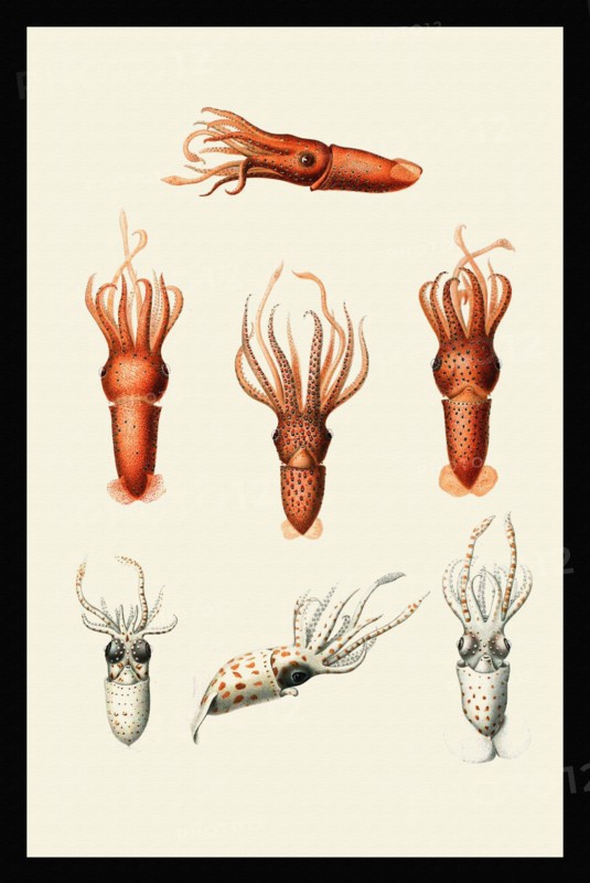 Calliteuthis hoylei + reversa and Histoteuthis juveniles