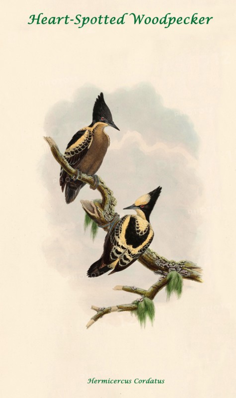 Heart-Spotted Woodpecker
