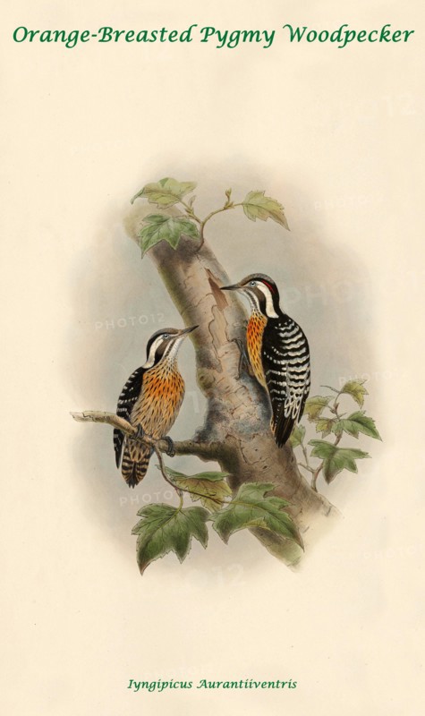 Orange-Breasted Pygmy Woodpecker
