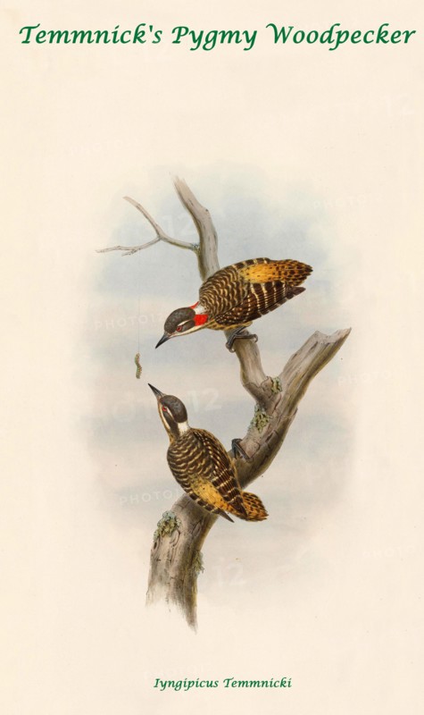 Temmnick's Pygmy Woodpecker