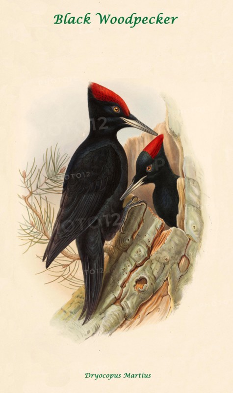 Black Woodpecker