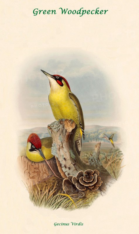 Green Woodpecker