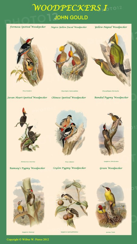 Woodpecker Composite I