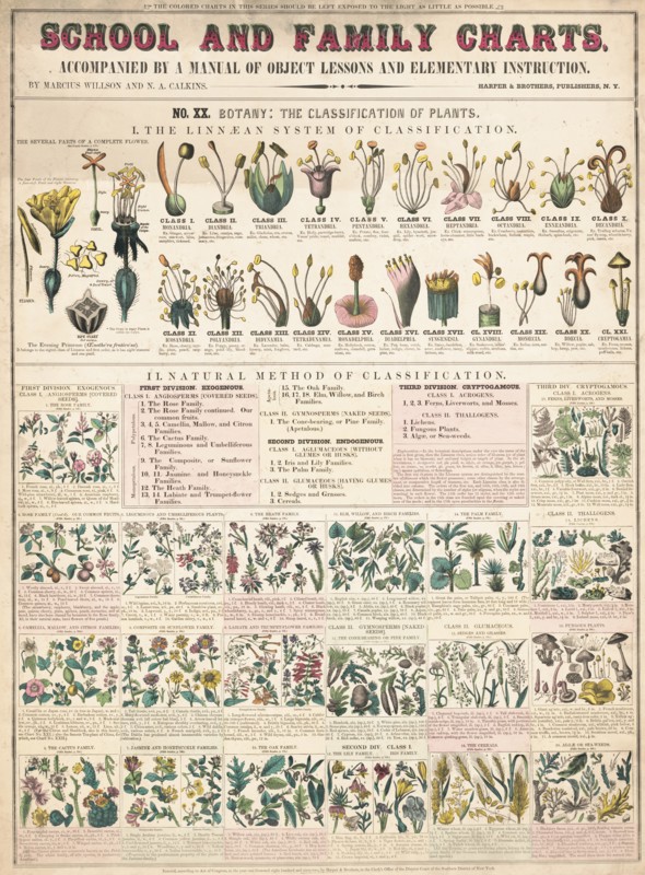 Botany; the classication of plants I