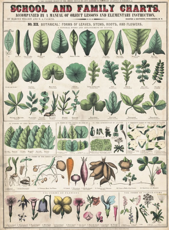 Botany; the classication of plants II