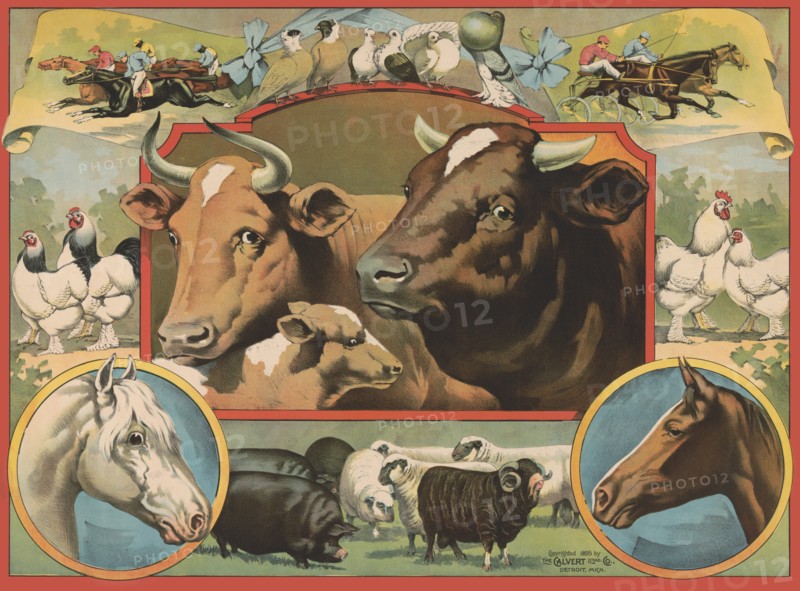 Cow Print #275