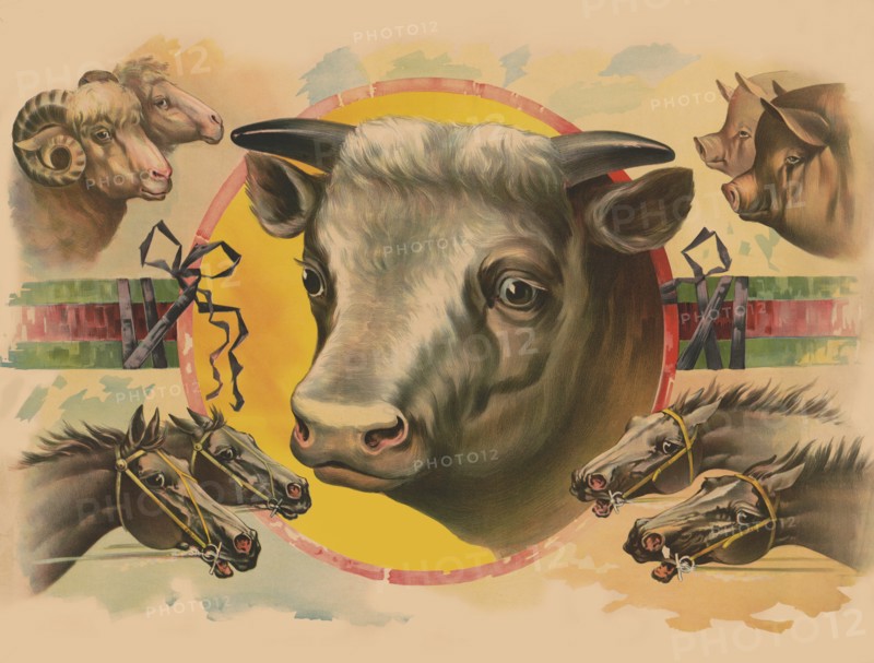 Images of Farm Animals