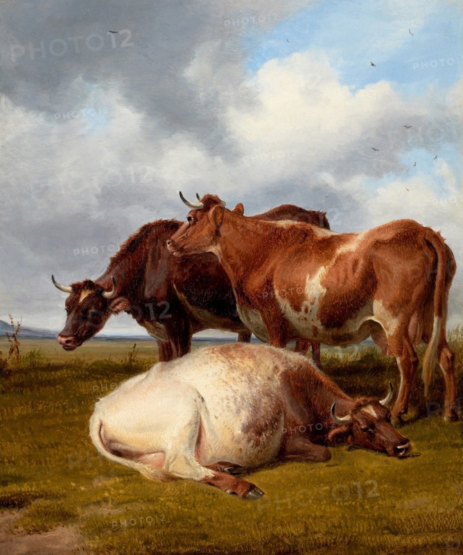 Cattle Grazing