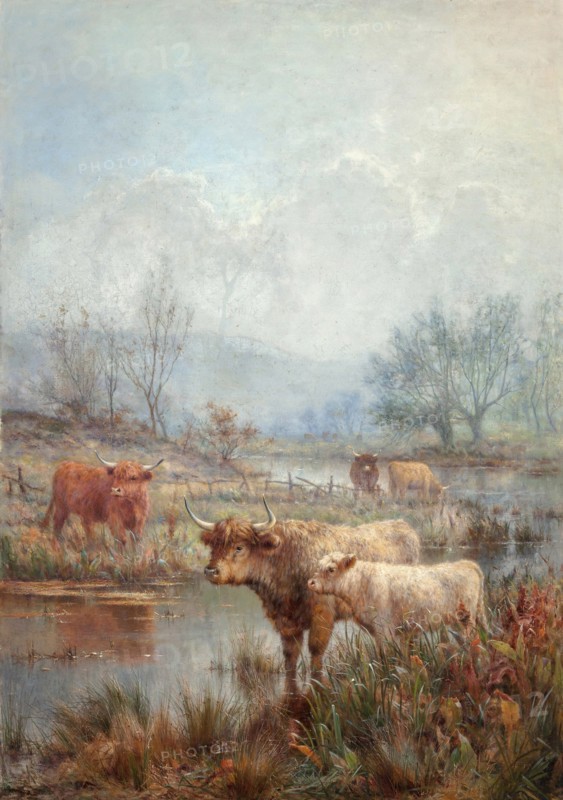 A misty morning, Scotch cattle