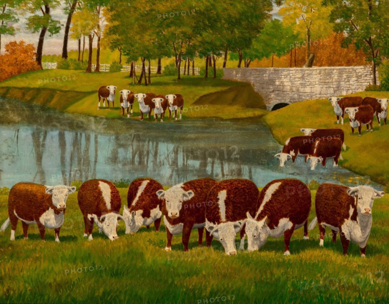 Herfeord Cattle