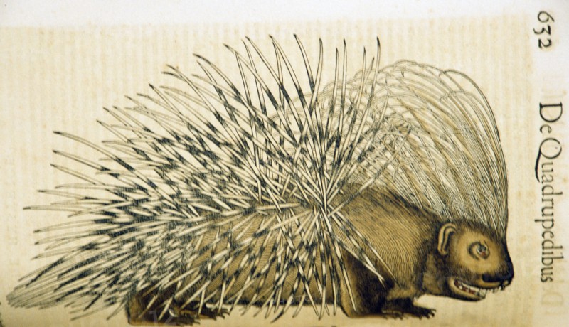 Illustration