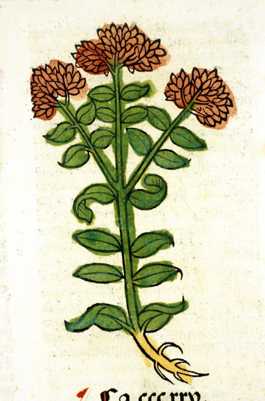 Illustration