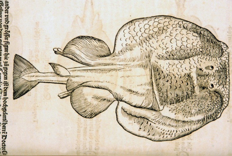 Illustration