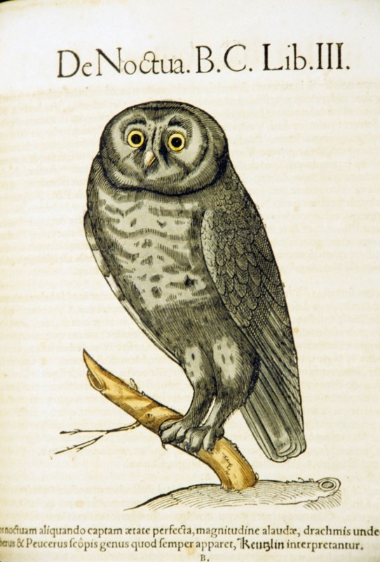 Illustration