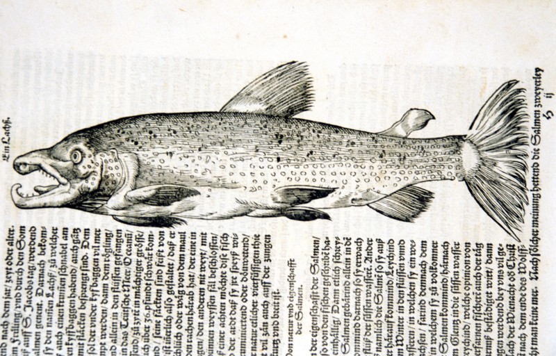 Illustration