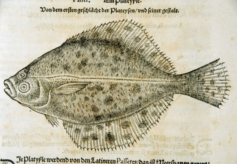 Illustration