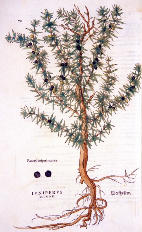 Illustration