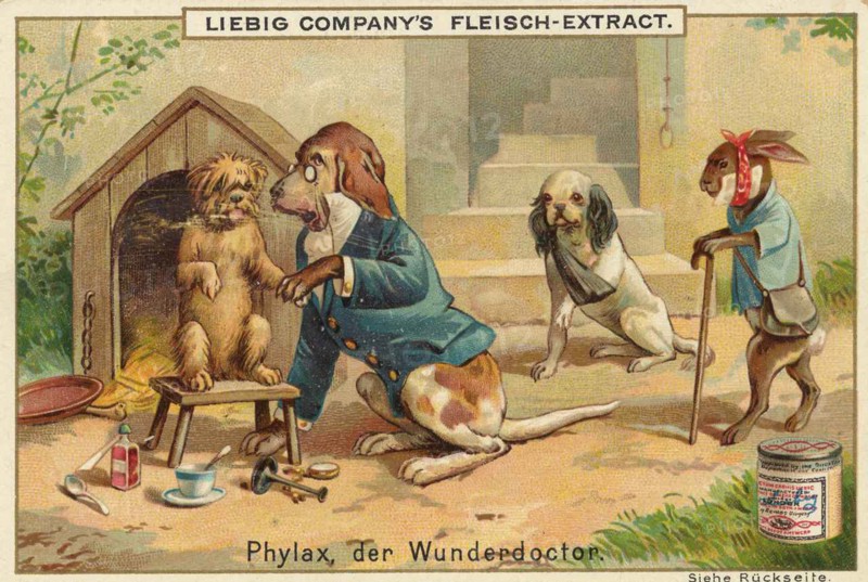 Series Of Funny Animal Depictions