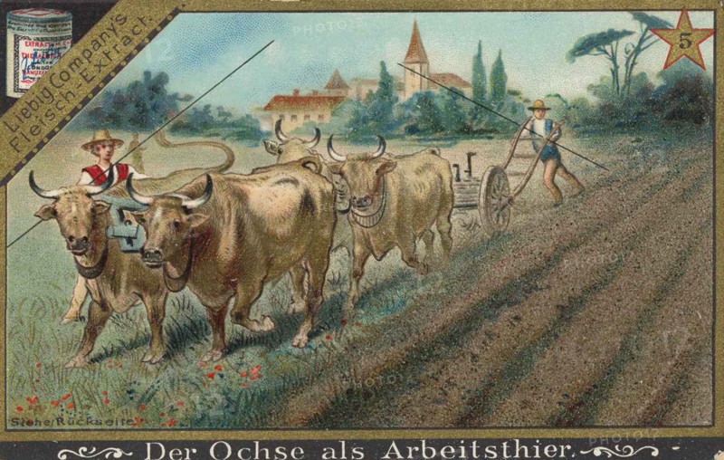 Series Of Pictures About The Oxen