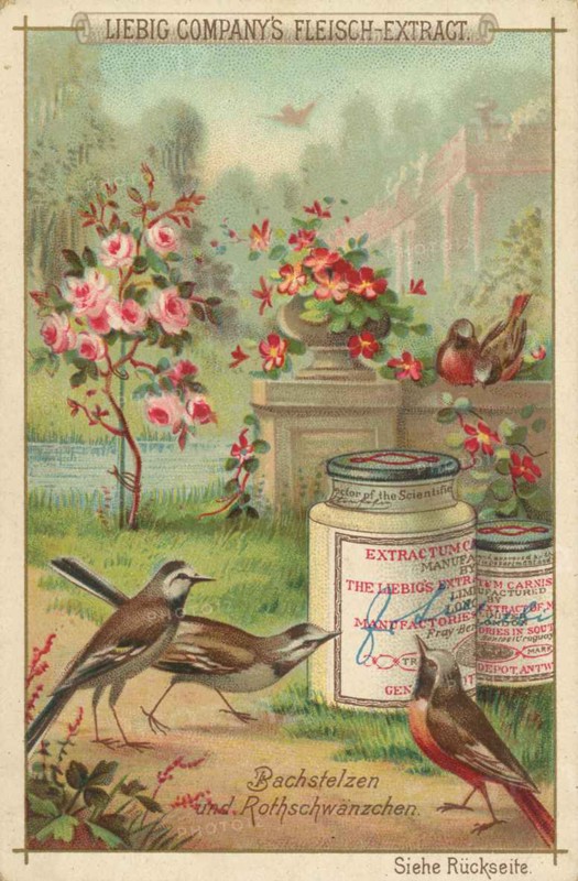 Native Birds Series