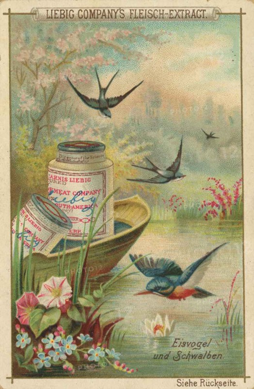 Native Birds Series