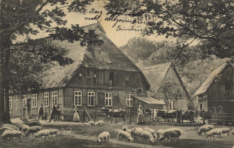 Lower Saxon Farm With Pigs In The Lüneburg Heath