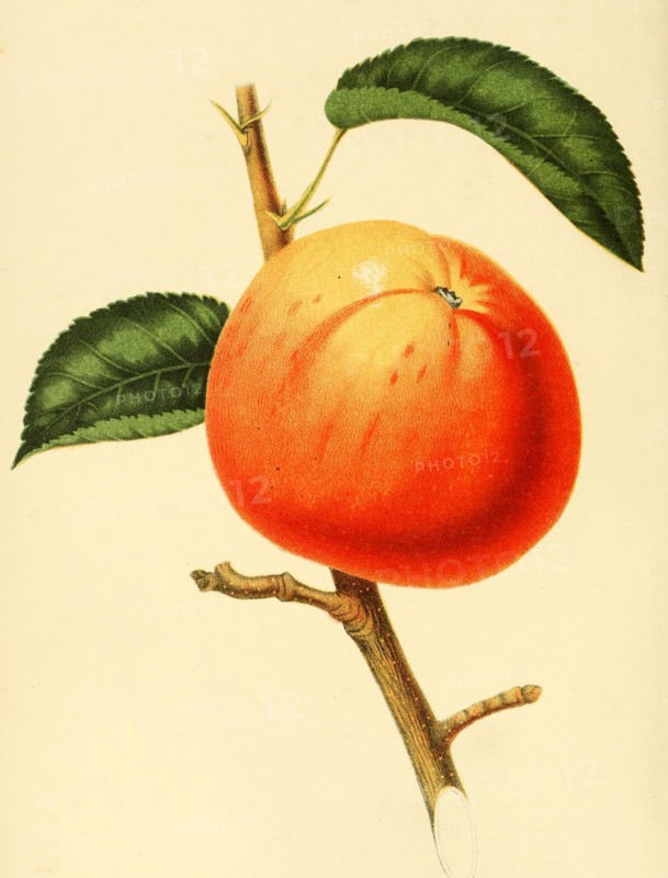 Apple Of The Variety The Baldwin Apple