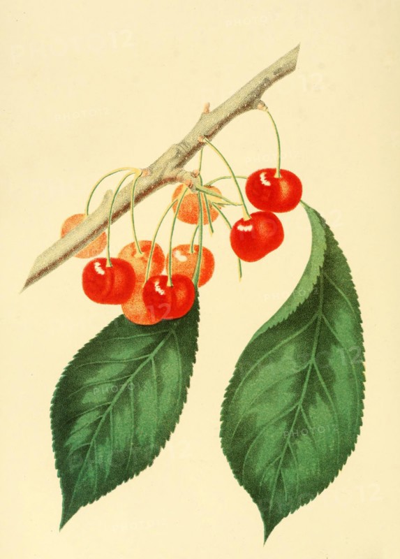 Cherry Of The Sweet Montmorency Cherry Variety