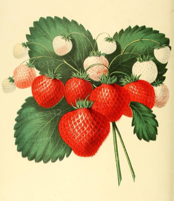 Strawberry