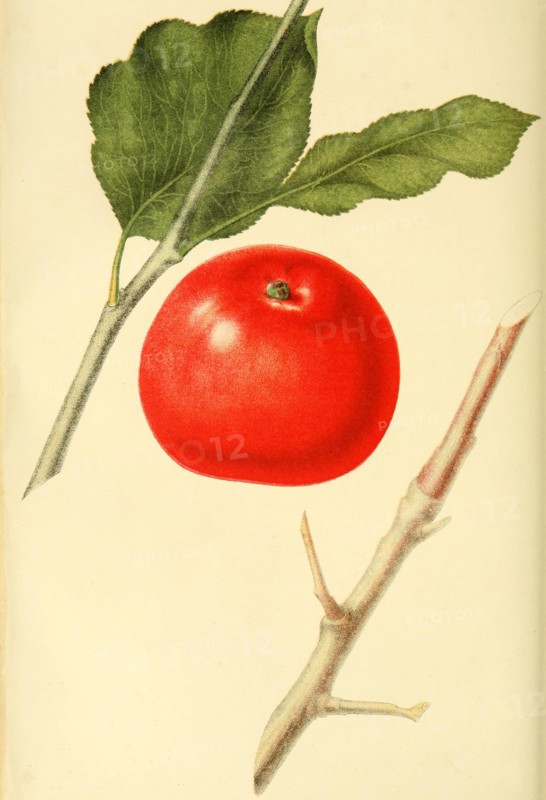 Apple Of The Red Astrakhan Apple Variety
