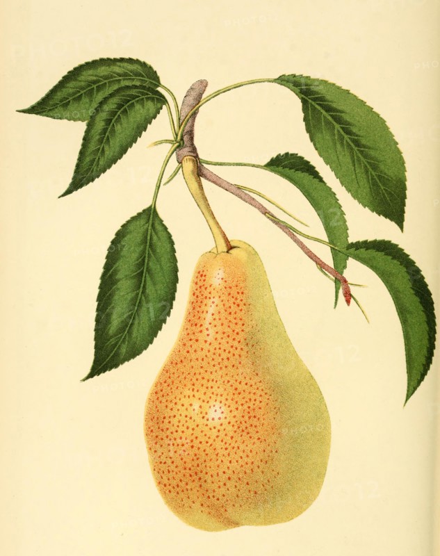 Pear Of The Louise Bonne Of Jersey Variety